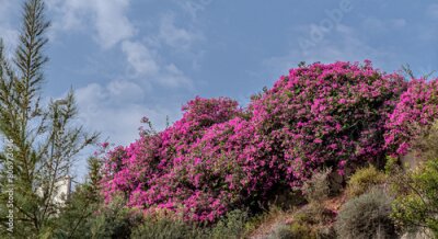 Papier peint  Rich and beautiful Flora, as strelitzia, bougainvillea, fog tree, and other plants, as aseenin Hylatio Tourist Village, Pissouri Village, Limassol, Cyprus
