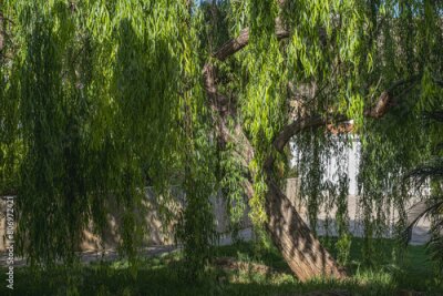 Papier peint  Rich and beautiful Flora, as strelitzia, bougainvillea, fog tree, and other plants, as aseenin Hylatio Tourist Village, Pissouri Village, Limassol, Cyprus