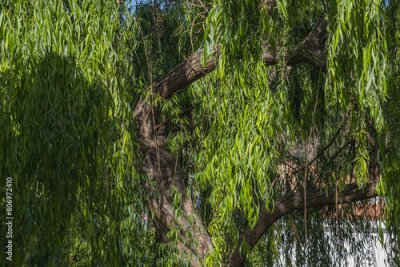 Papier peint  Rich and beautiful Flora, as strelitzia, bougainvillea, fog tree, and other plants, as aseenin Hylatio Tourist Village, Pissouri Village, Limassol, Cyprus