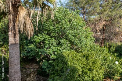 Papier peint  Rich and beautiful Flora, as strelitzia, bougainvillea, fog tree, and other plants, as aseenin Hylatio Tourist Village, Pissouri Village, Limassol, Cyprus