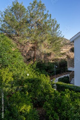 Papier peint  Rich and beautiful Flora, as strelitzia, bougainvillea, fog tree, and other plants, as aseenin Hylatio Tourist Village, Pissouri Village, Limassol, Cyprus