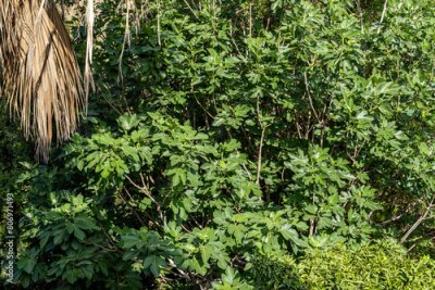 Papier peint  Rich and beautiful Flora, as strelitzia, bougainvillea, fog tree, and other plants, as aseenin Hylatio Tourist Village, Pissouri Village, Limassol, Cyprus