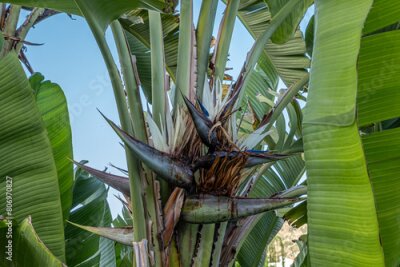 Papier peint  Rich and beautiful Flora, as strelitzia, bougainvillea, fog tree, and other plants, as aseenin Hylatio Tourist Village, Pissouri Village, Limassol, Cyprus