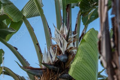 Papier peint  Rich and beautiful Flora, as strelitzia, bougainvillea, fog tree, and other plants, as aseenin Hylatio Tourist Village, Pissouri Village, Limassol, Cyprus