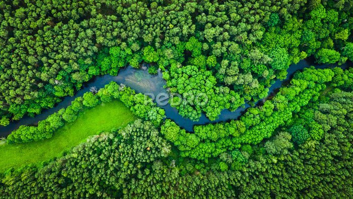 Papier peint  Rivière et forêt verte dans le parc paysager de Tuchola