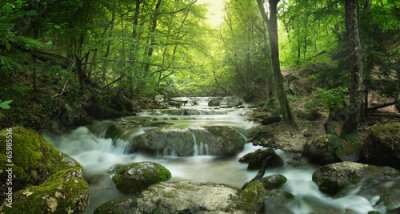 Rivière et pierres dans la forêt
