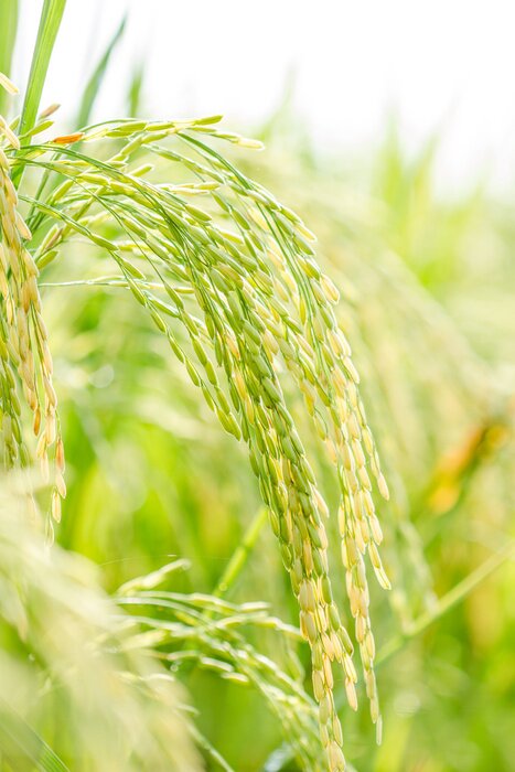 Papier peint  Rizière en gros plan