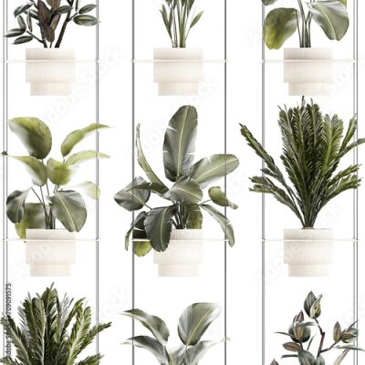 Papier peint  Rope shelf Cycas Ficus Calathea Strelitzia pot  isolated on white background