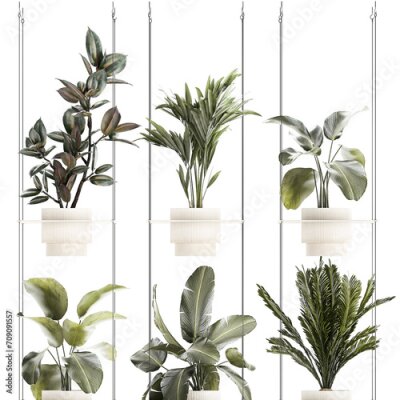 Papier peint  Rope shelf Cycas Ficus Calathea Strelitzia pot  isolated on white background