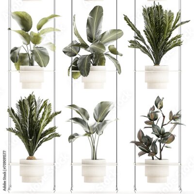 Papier peint  Rope shelf Cycas Ficus Calathea Strelitzia pot  isolated on white background