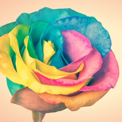 Rose aux couleurs arc-en-ciel