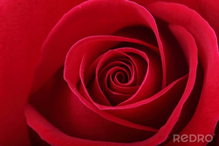 Papier peint  Rose aux tonalités rouges