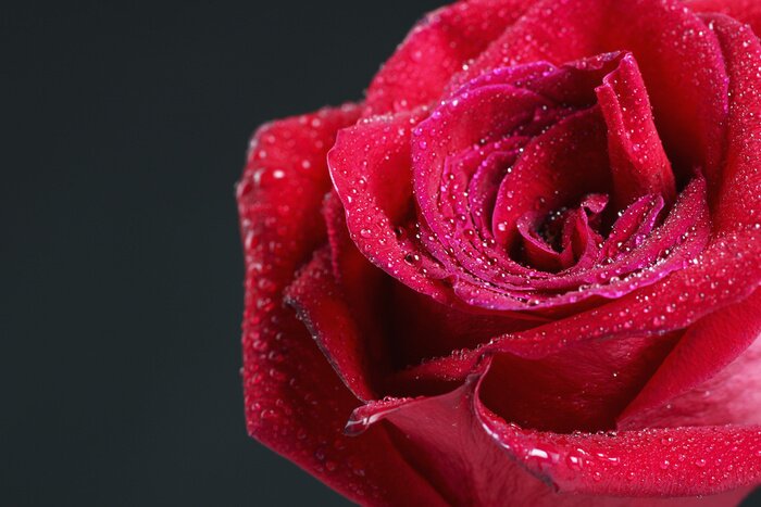 Papier peint  Rose avec des gouttes sur fond gris