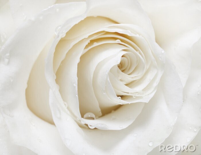 Papier peint  Rose blanche avec gouttelettes