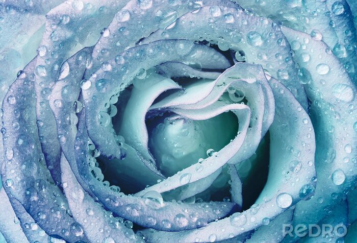 Papier peint  Rose bleue avec des gouttes