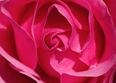 Rose couleur fuschia