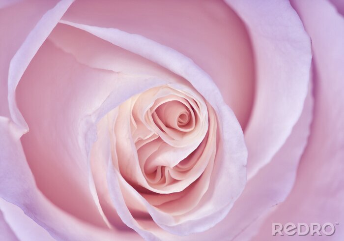 Papier peint  Rose couleur rose en gros plan