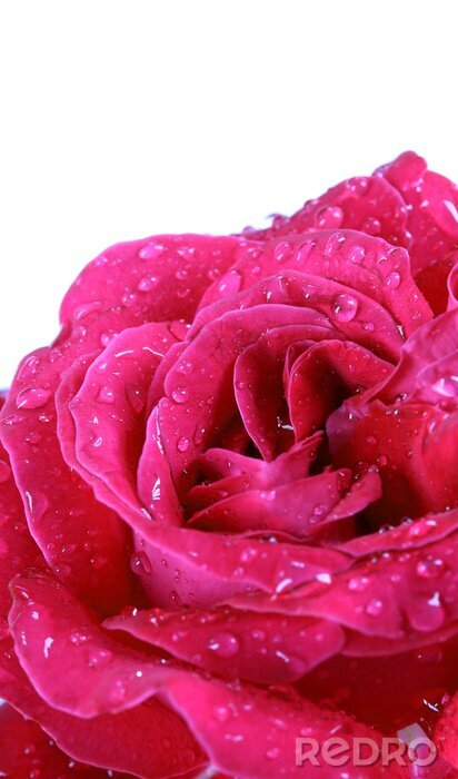 Papier peint  Rose couleur rose gouttes de rosée