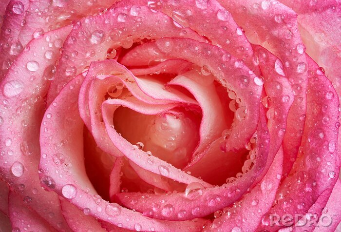 Papier peint  Rose couleur rose humide