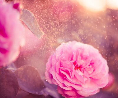 Rose de couleur rose sous la pluie