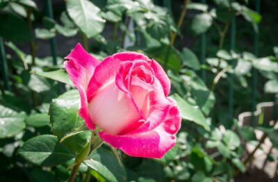 Papier peint  Rose de jardin au soleil