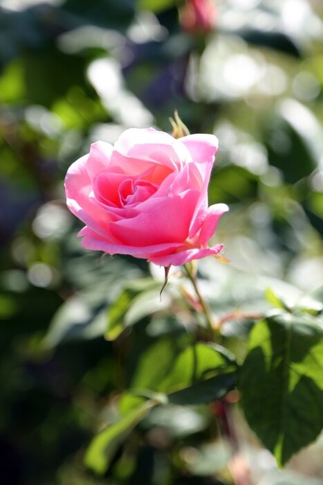 Papier peint  Rose de jardin et soleil