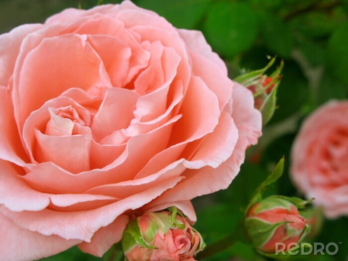 Papier peint  Rose de jardin pastel