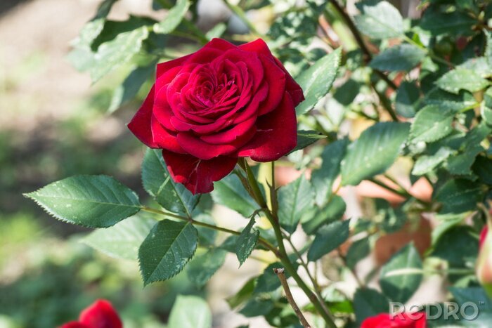Papier peint  Rose de jardin rouge