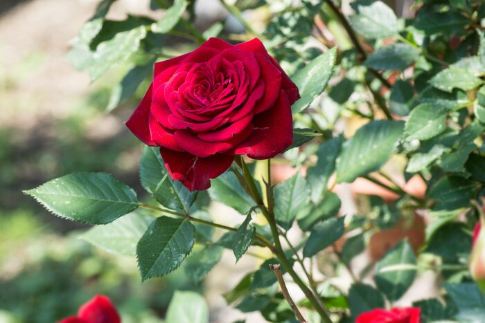 Papier peint  Rose de jardin rouge