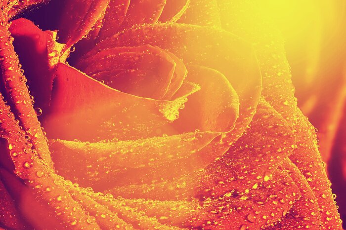 Papier peint  Rose et rayons de soleil