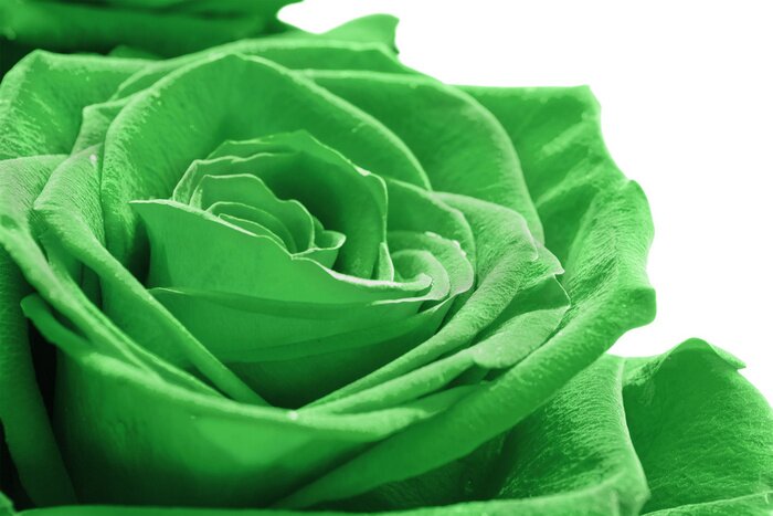 Papier peint  Rose et vert sur fond blanc
