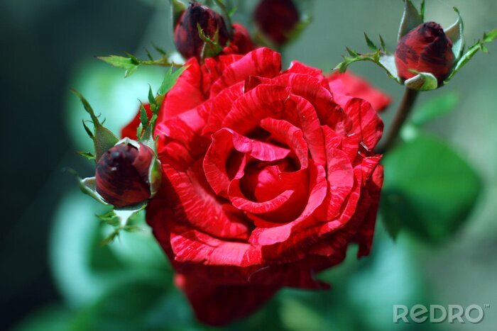 Papier peint  Rose fleur avec boutons