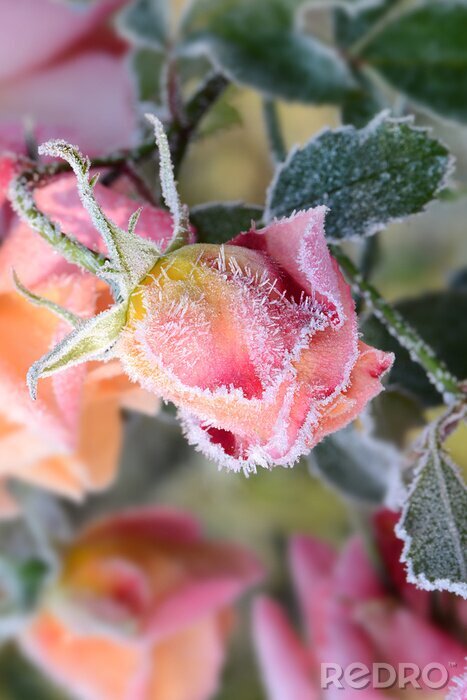 Papier peint  Rose gelée dans le jardin