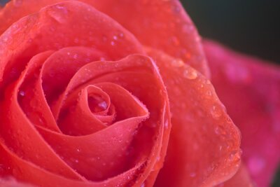 Papier peint  Rose humide