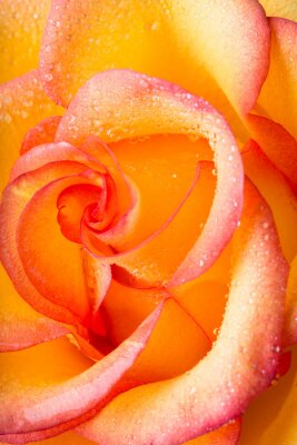 Rose jaune-orange gros plan