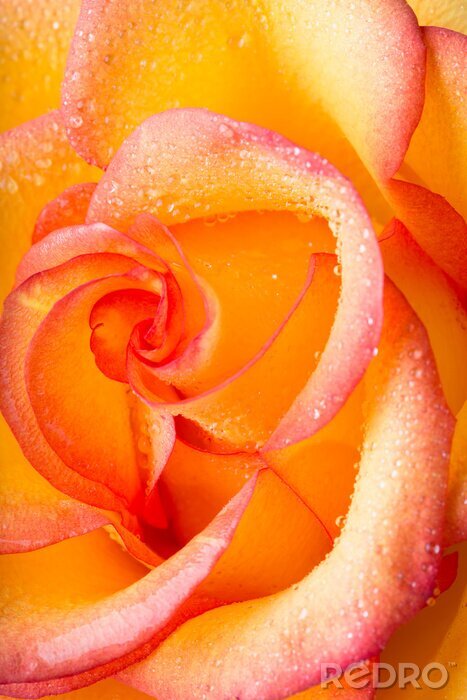 Papier peint  Rose jaune-orange gros plan