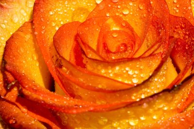 Papier peint  Rose orange version macro
