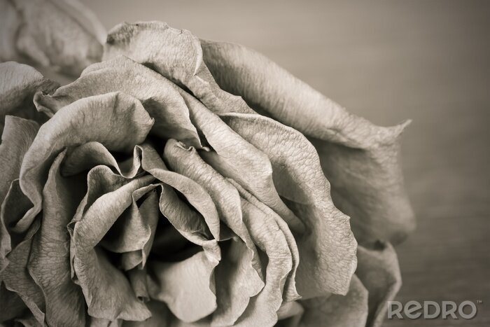 Papier peint  Rose réaliste en noir et blanc