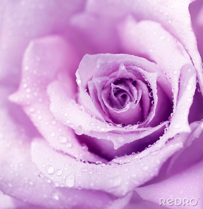 Papier peint  Rose recouverte de gouttes de rosée