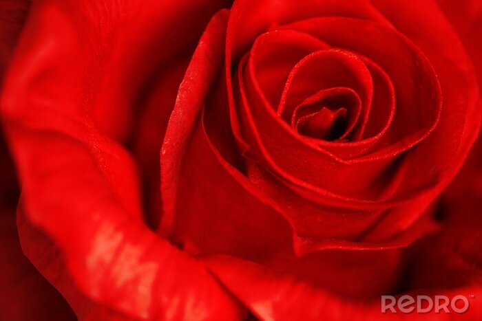Papier peint  Rose rouge