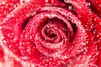 Rose rouge avec des gouttes gros plan