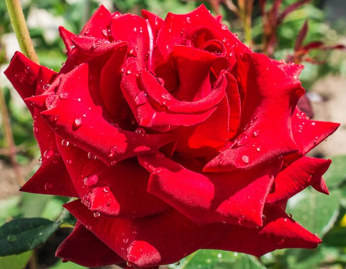 Papier peint  Rose rouge et gouttes d'eau
