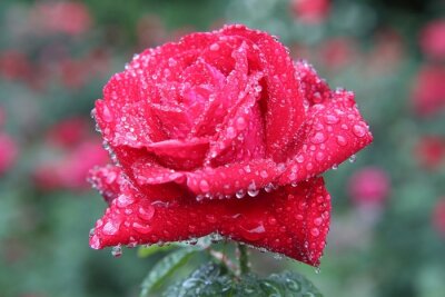 Rose rouge et gouttes de pluie
