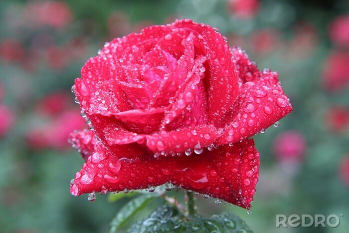 Papier peint  Rose rouge et gouttes de pluie