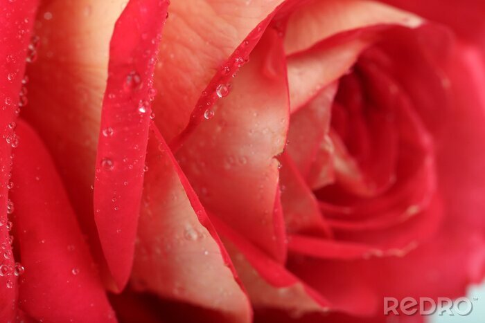 Papier peint  Rose rouge et gouttes de rosée