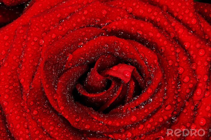 Papier peint  Rose rouge et petites gouttes