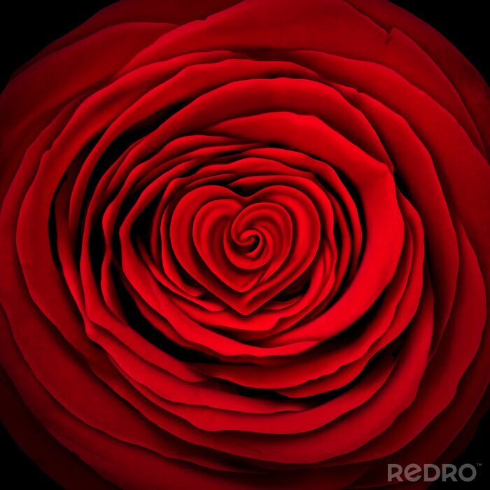 Papier peint  Rose rouge sur fond noir