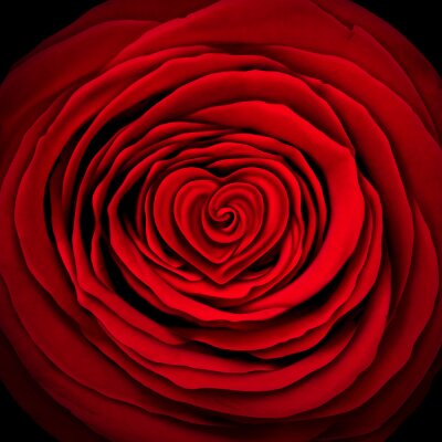 Papier peint  Rose rouge sur fond noir