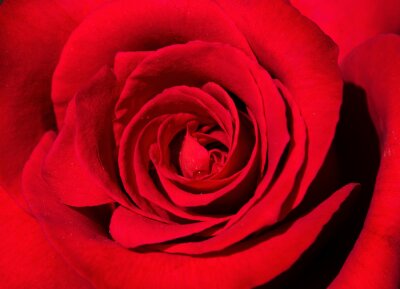 Papier peint  Rose rouge veloutée