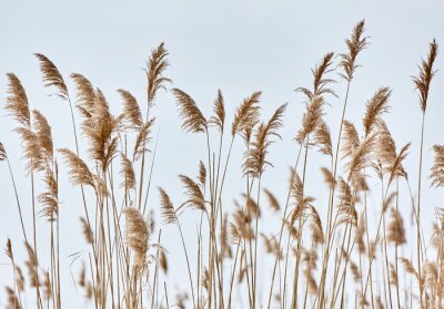 Papier peint  Roseau Ondulant sur un Fond Bleu Ciel